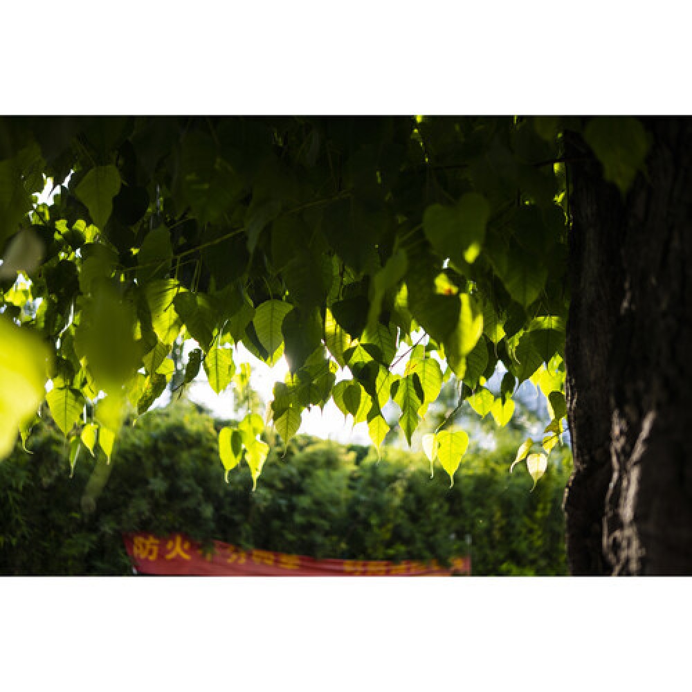 Объектив Viltrox AF 35mm F1.8 Z для Nikon Z