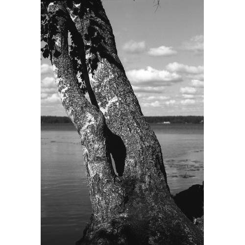 Фотопленка Silberra Ultima160 160/36, 1 шт