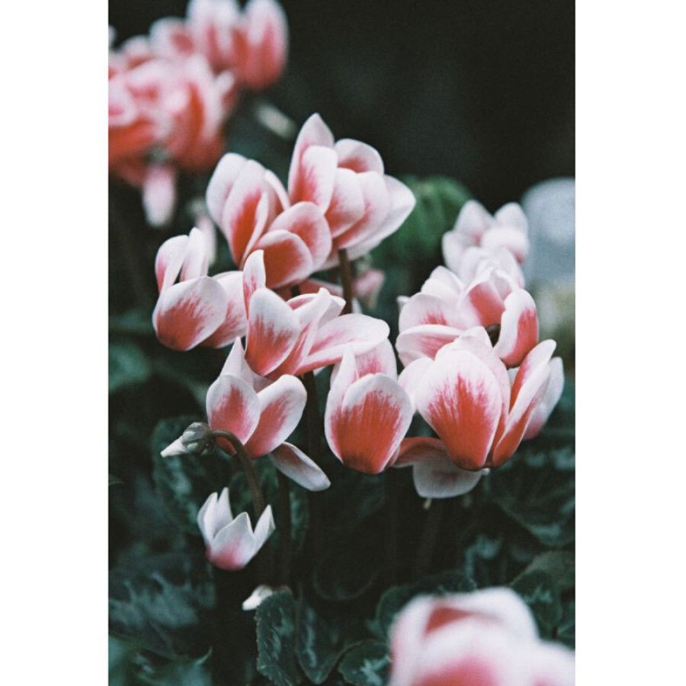 Фотопленка Lomography LomoChrome Color ’92 35 mm ISO 400, 36 кадров, 1 шт